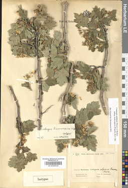 LE 01020216