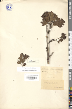 LE 01020217