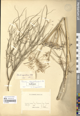 LE 01065896