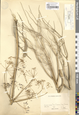 LE 01065907