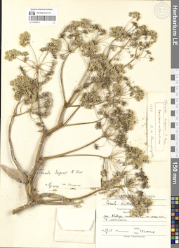 LE 01065912