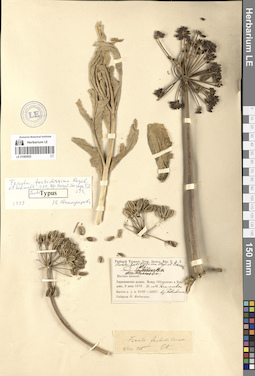 LE 01065925