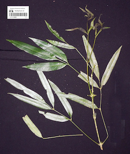 LE 01124884