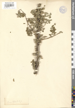 LE 00051781