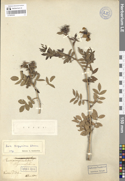 LE 00052526
