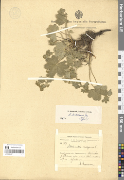 LE 01280437