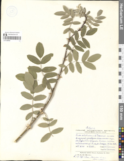 LE 01280483