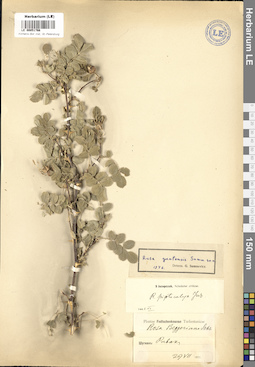 LE 00051766