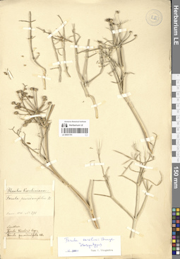 LE 00051791