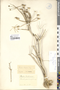 LE 00051796