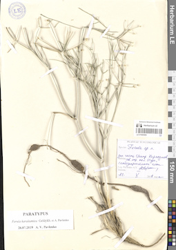 LE 01065509