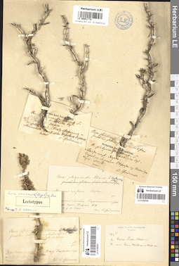 LE 00051774