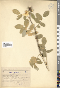 LE 01280619