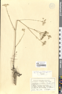 LE 01065757
