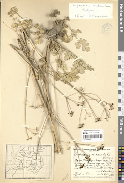 LE 01066096