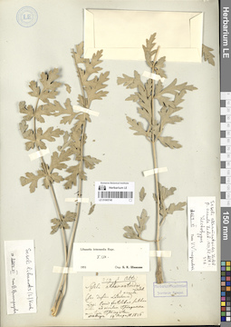 LE 01065740
