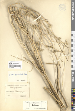 LE 01065958