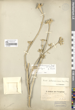 LE 01065965