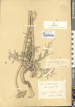 LE 01065968