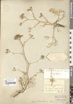 LE 01065980