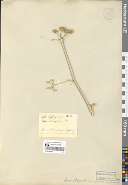 LE 01065982
