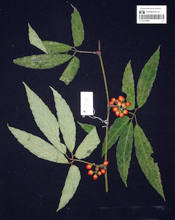 LE 01124948