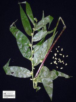LE 01125039