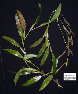 LE 01125047