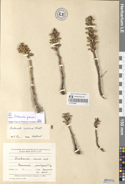 LE 01258090