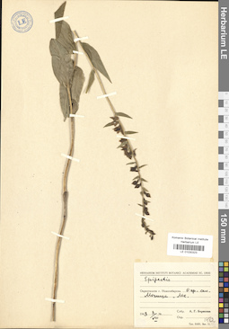 LE 01030323