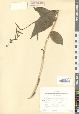 LE 01030324