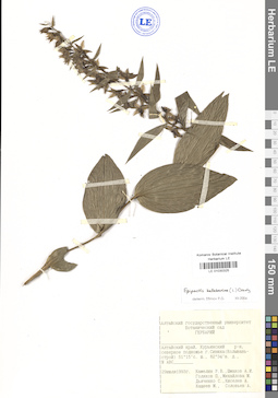 LE 01030325