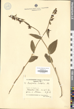 LE 01030335