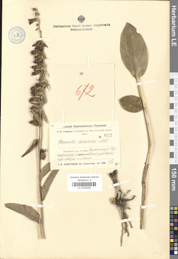 LE 01030336