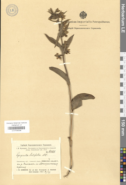 LE 01030339