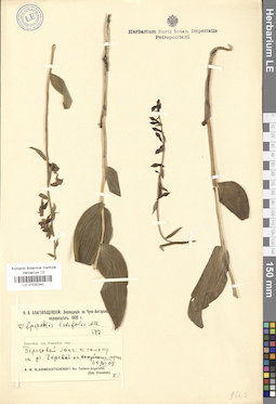 LE 01030340