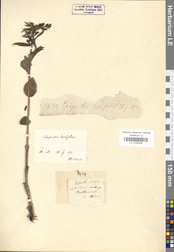 LE 01030328