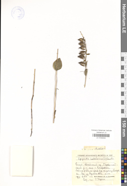 LE 01030332