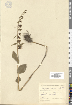 LE 01030346