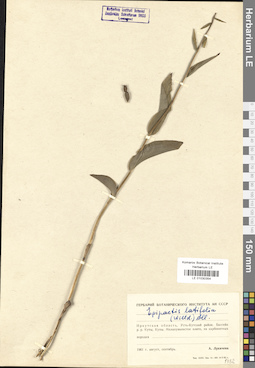LE 01030354