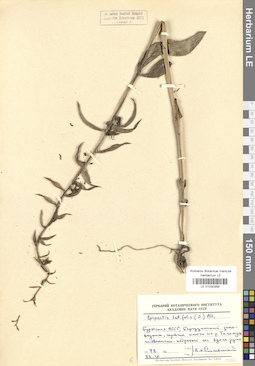 LE 01030359