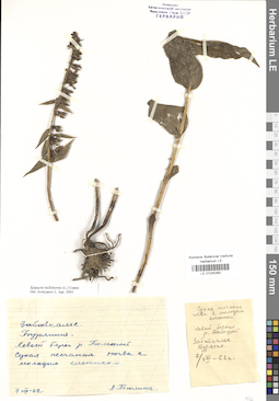 LE 01030362