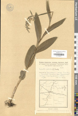 LE 01030371