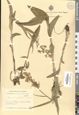 LE 01030384