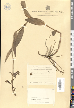 LE 01030386