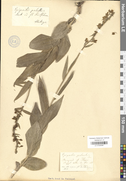 LE 01030387