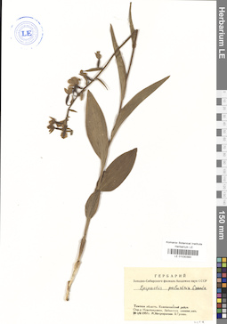 LE 01030393