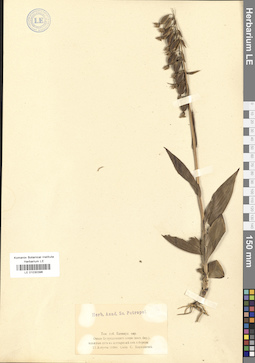 LE 01030396