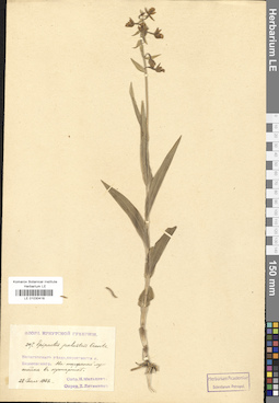 LE 01030418