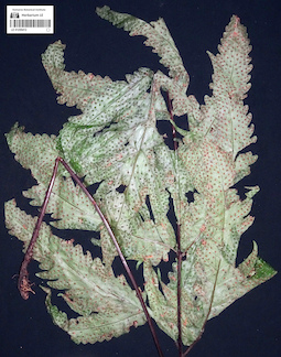LE 01255412